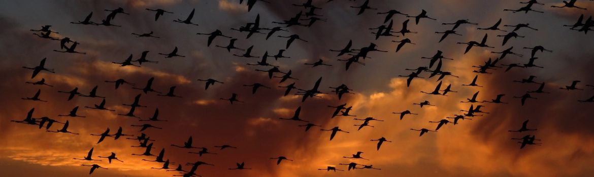 New USDA Dashboard Shows Broad View of Avian Influenza Sampling in Wild Birds