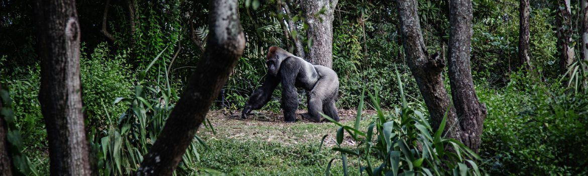 Gorilla SARS-CoV-2 Update from San Diego Zoo Global
