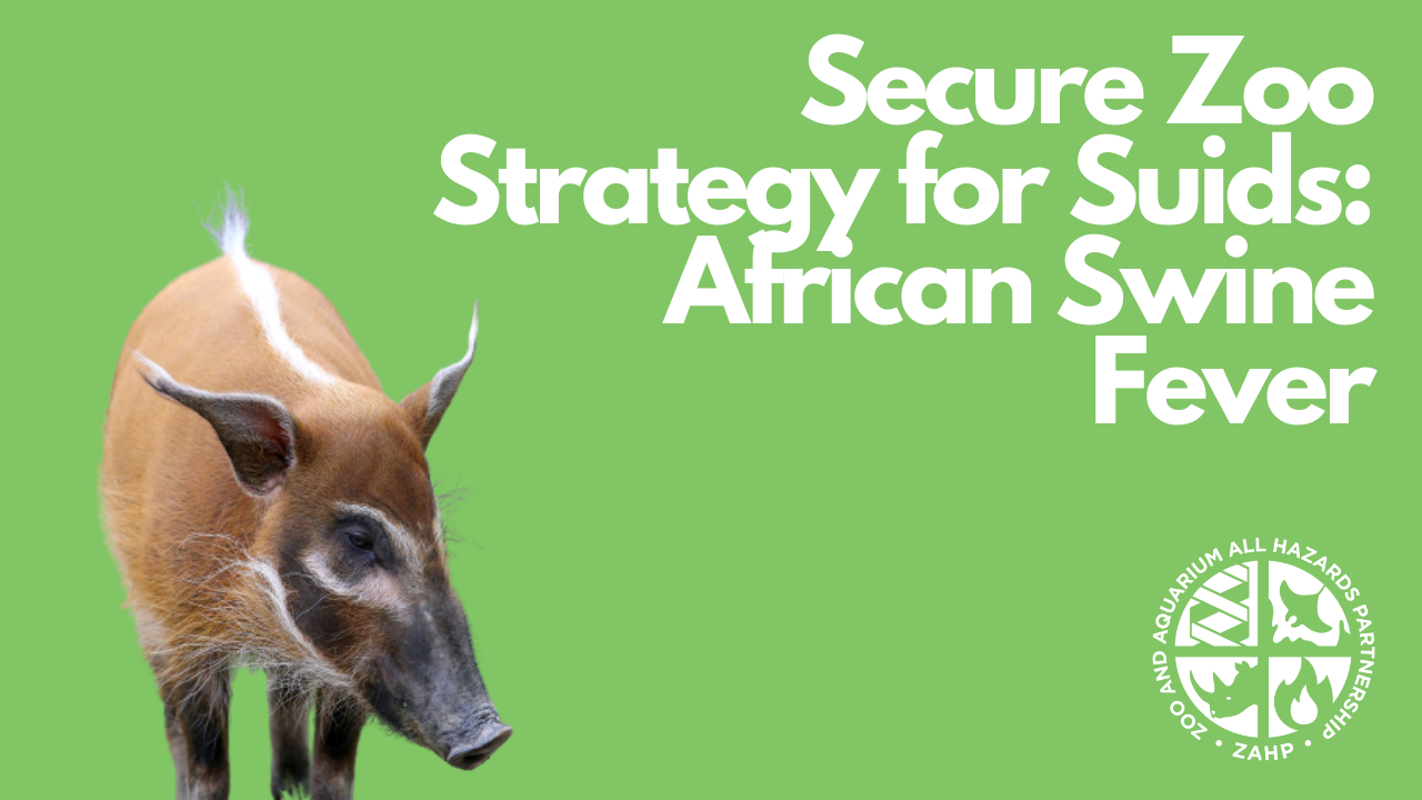 Secure Zoo Strategy for Suids: African Swine Fever (Webinar Recording)