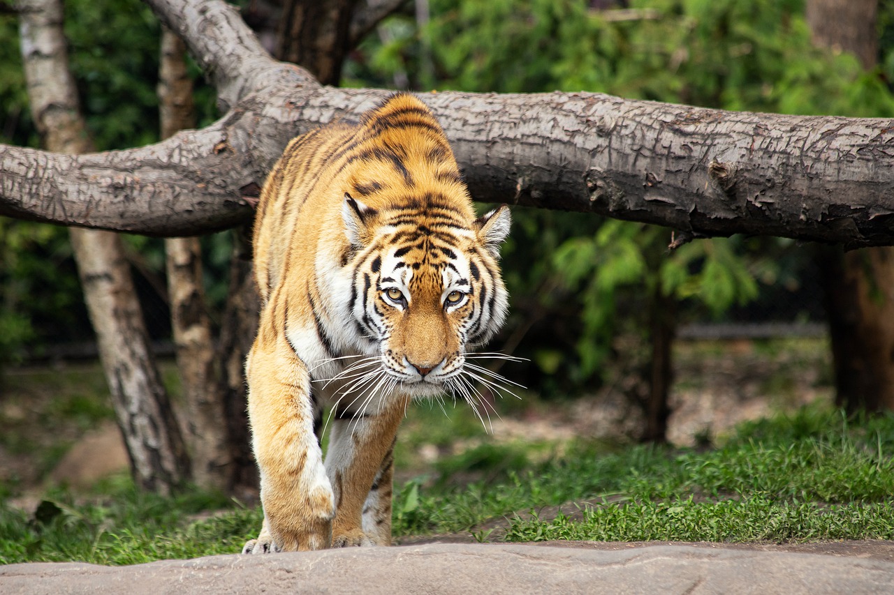 ‘Office Hours’ with the Tiger Husbandry Advisory Team