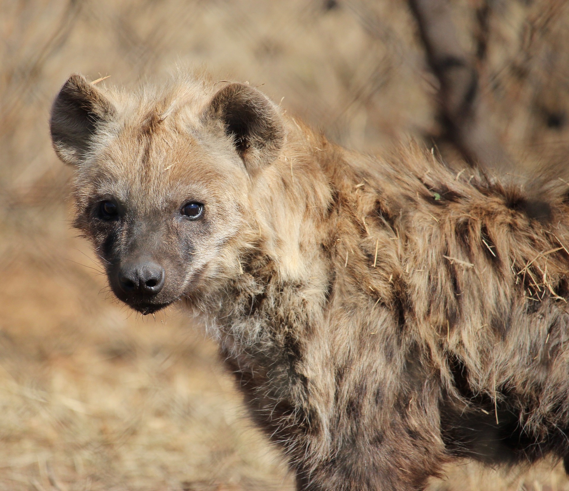 Confirmation of COVID-19 in Spotted Hyenas at a Colorado Zoo