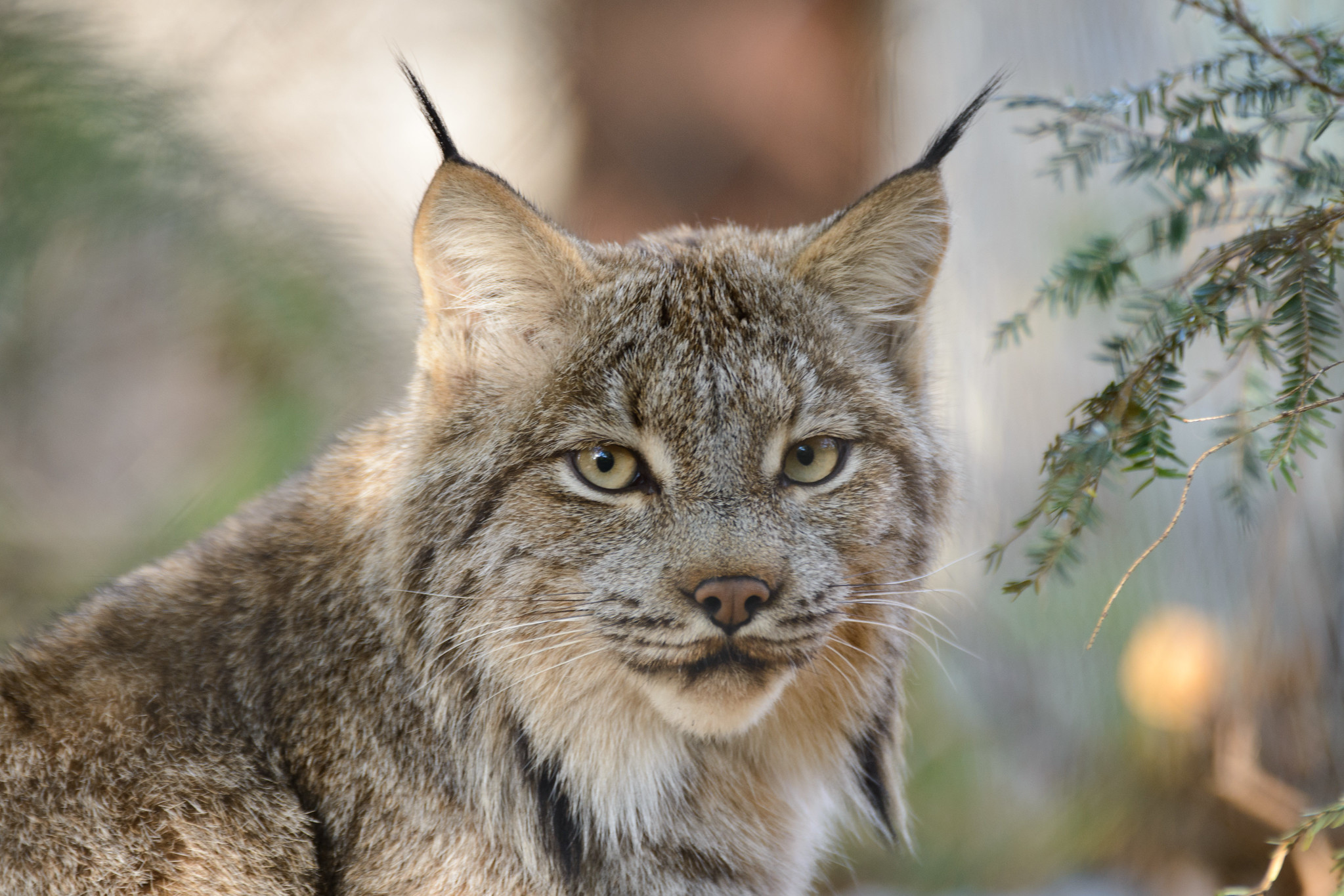 Confirmation of COVID-19 in a Canada Lynx at a Pennsylvania Zoo