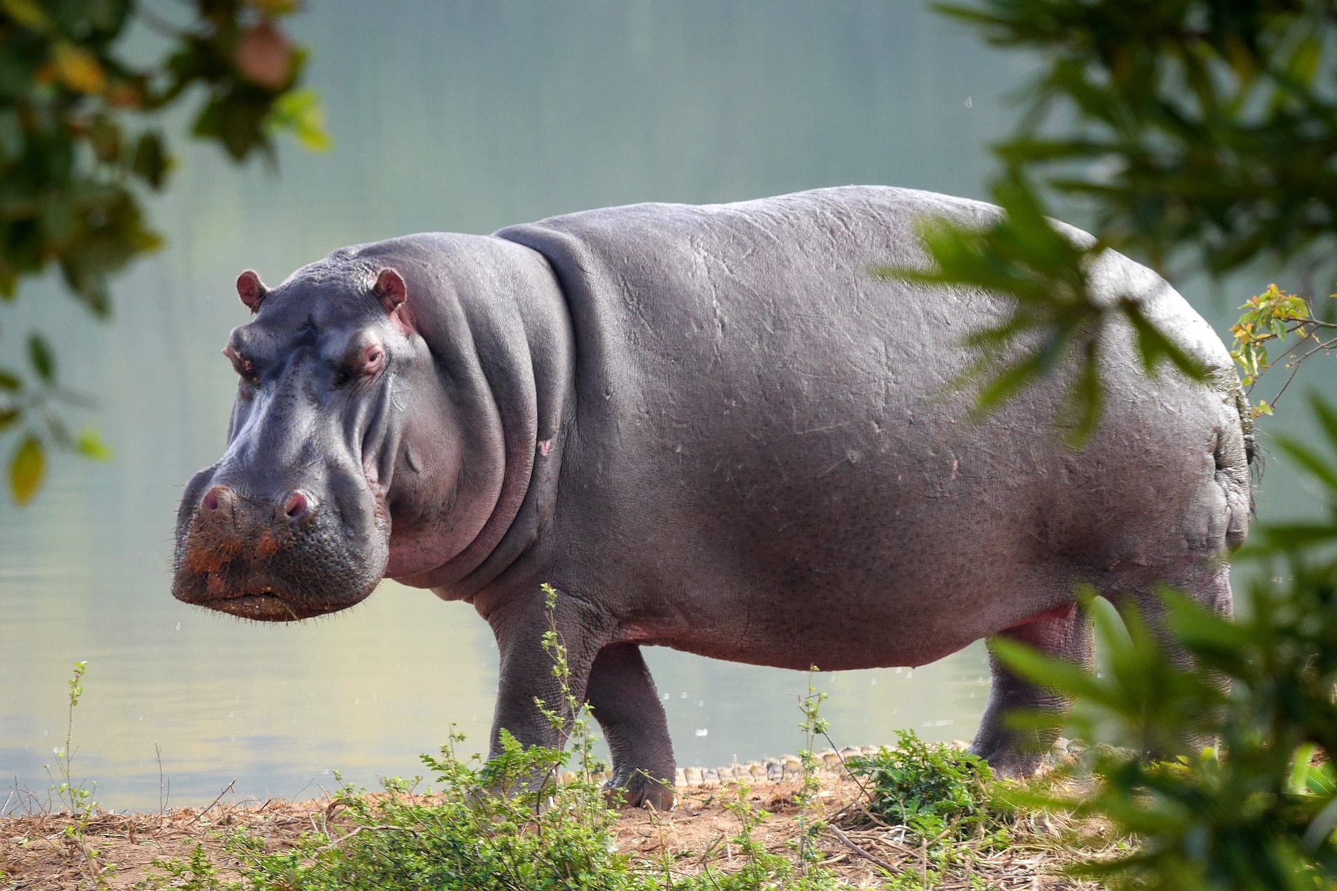 Confirmation of COVID-19 in Hippos at a Belgian Zoo