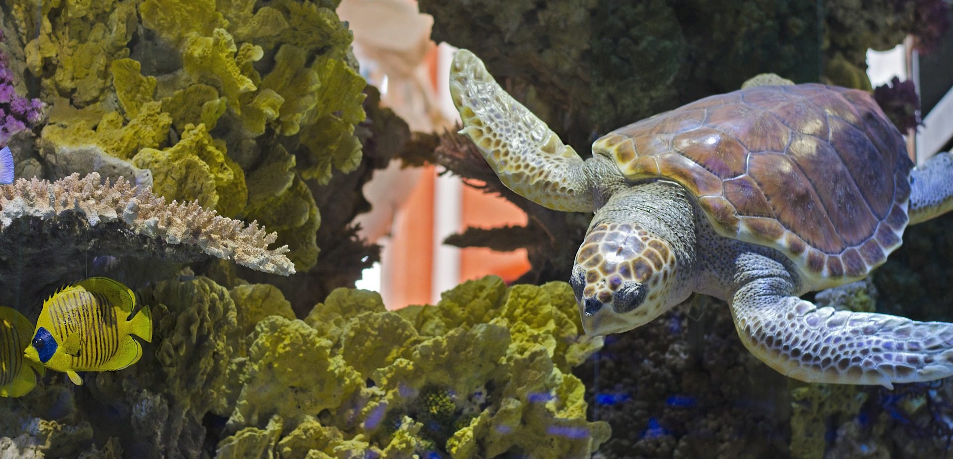 Partners Zoo and Aquarium All Hazards Partnership