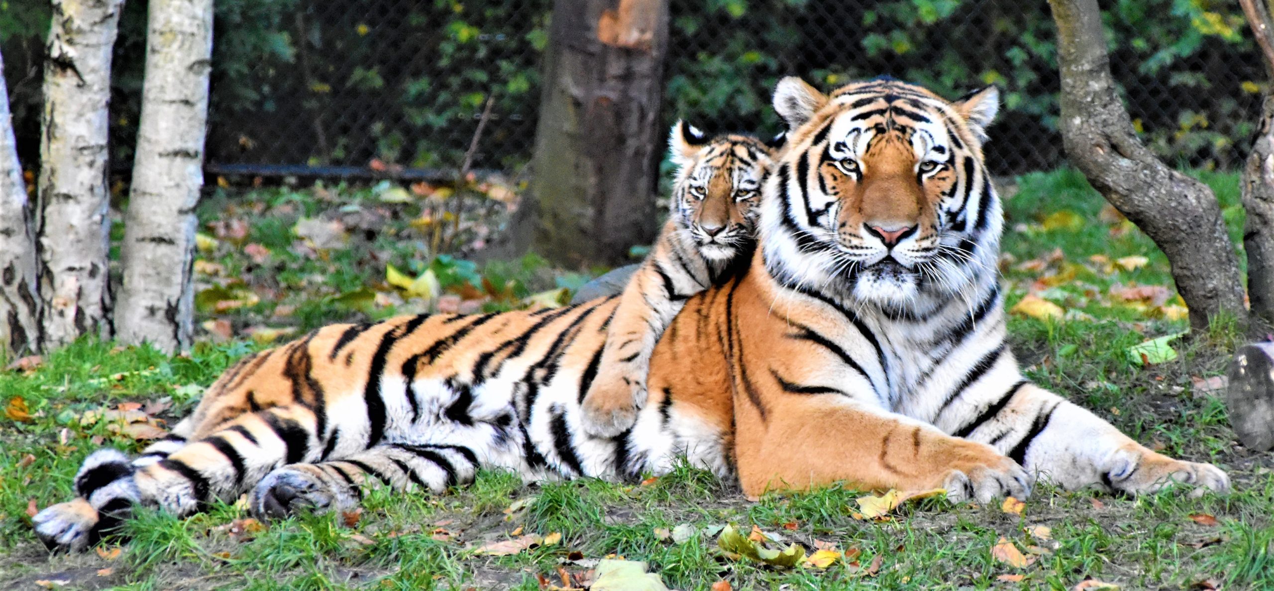 Guidelines for Successful and Safe Tiger Breeding Introductions