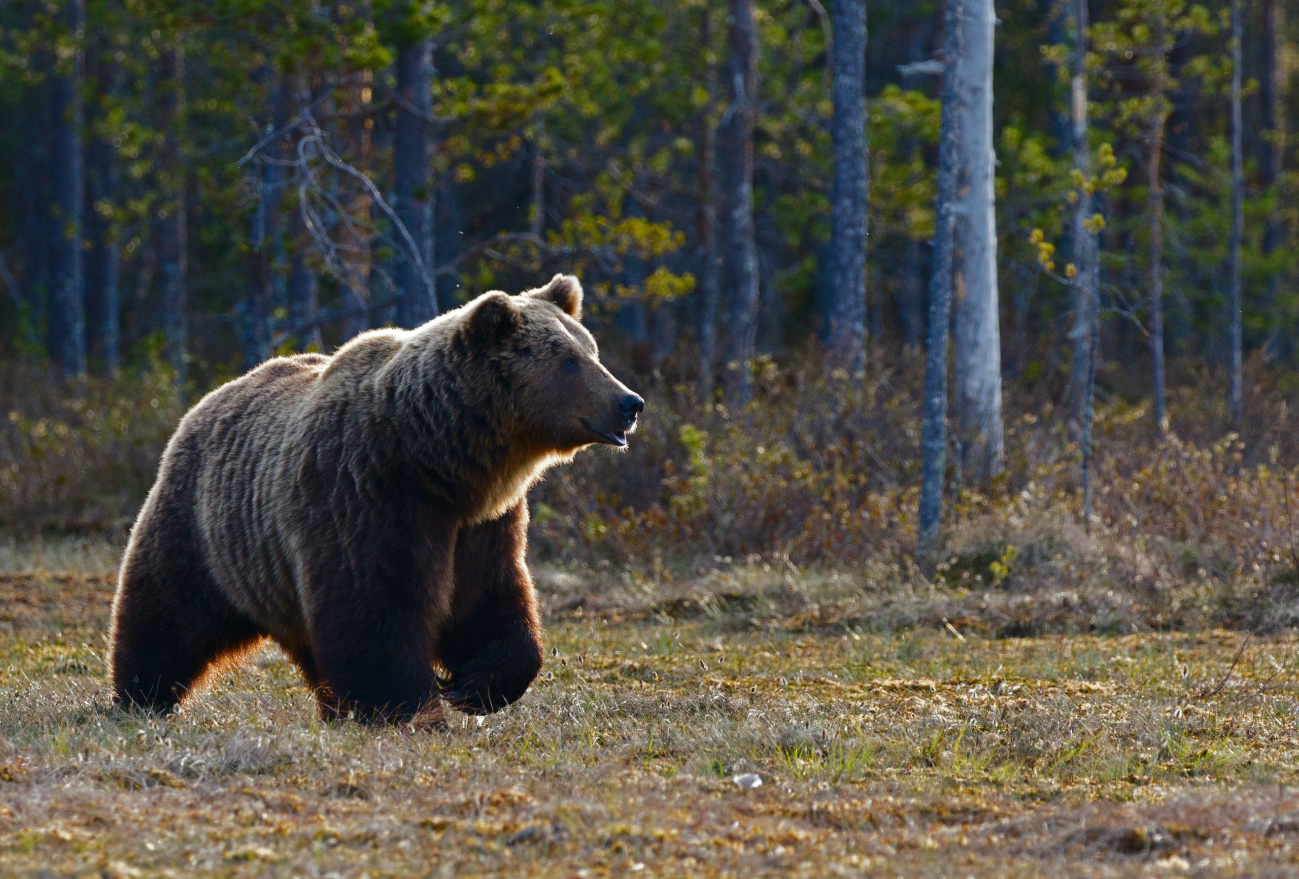 Confirmation of HPAI in Grizzly Bears