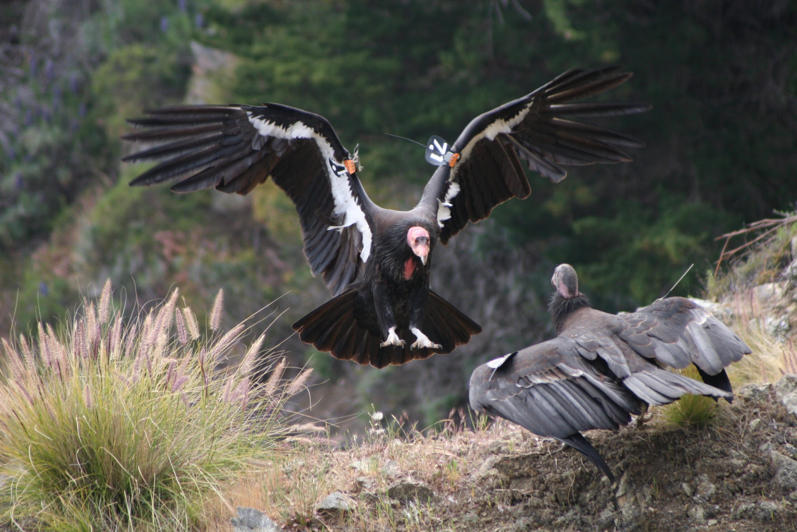 Emergency Use of Vaccine Approved to Protect California Condors
